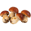 Porcini Mushroom